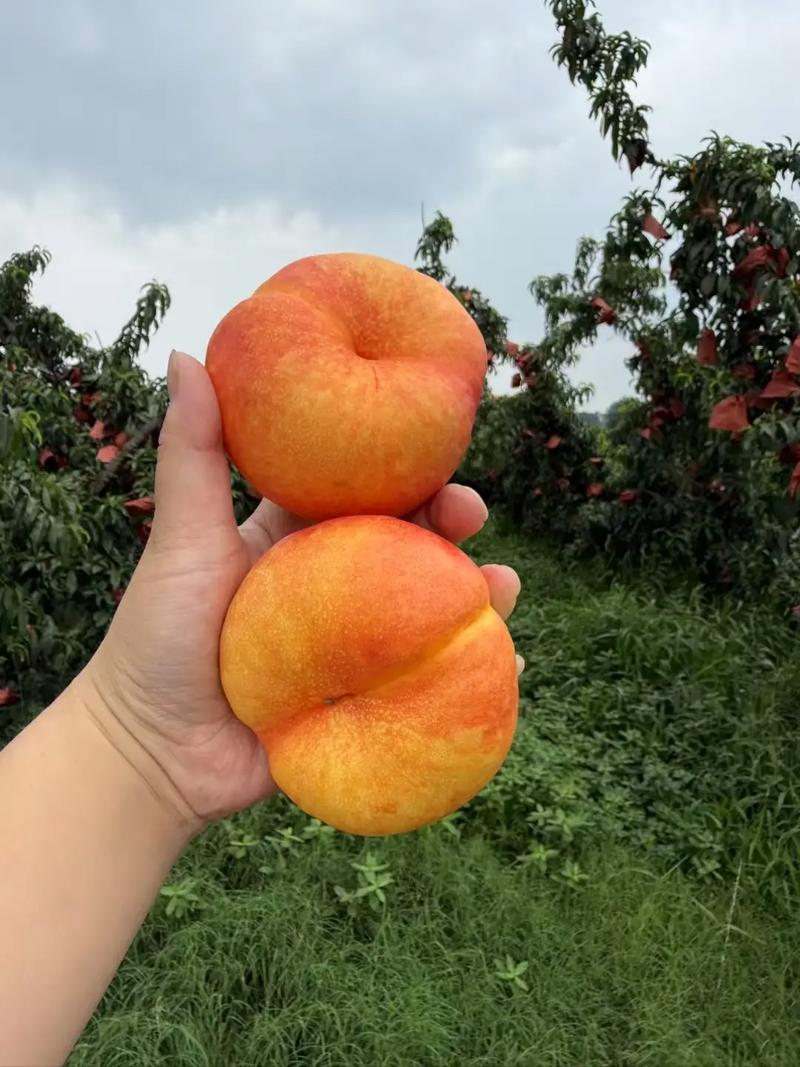 夏日水果，山东彩虹毛蟠桃甜美必吃攻略！