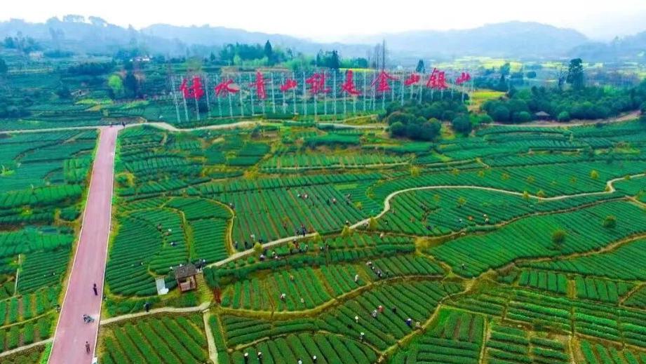 成都春茶的头茬鲜，邛崃早茶开采啦！