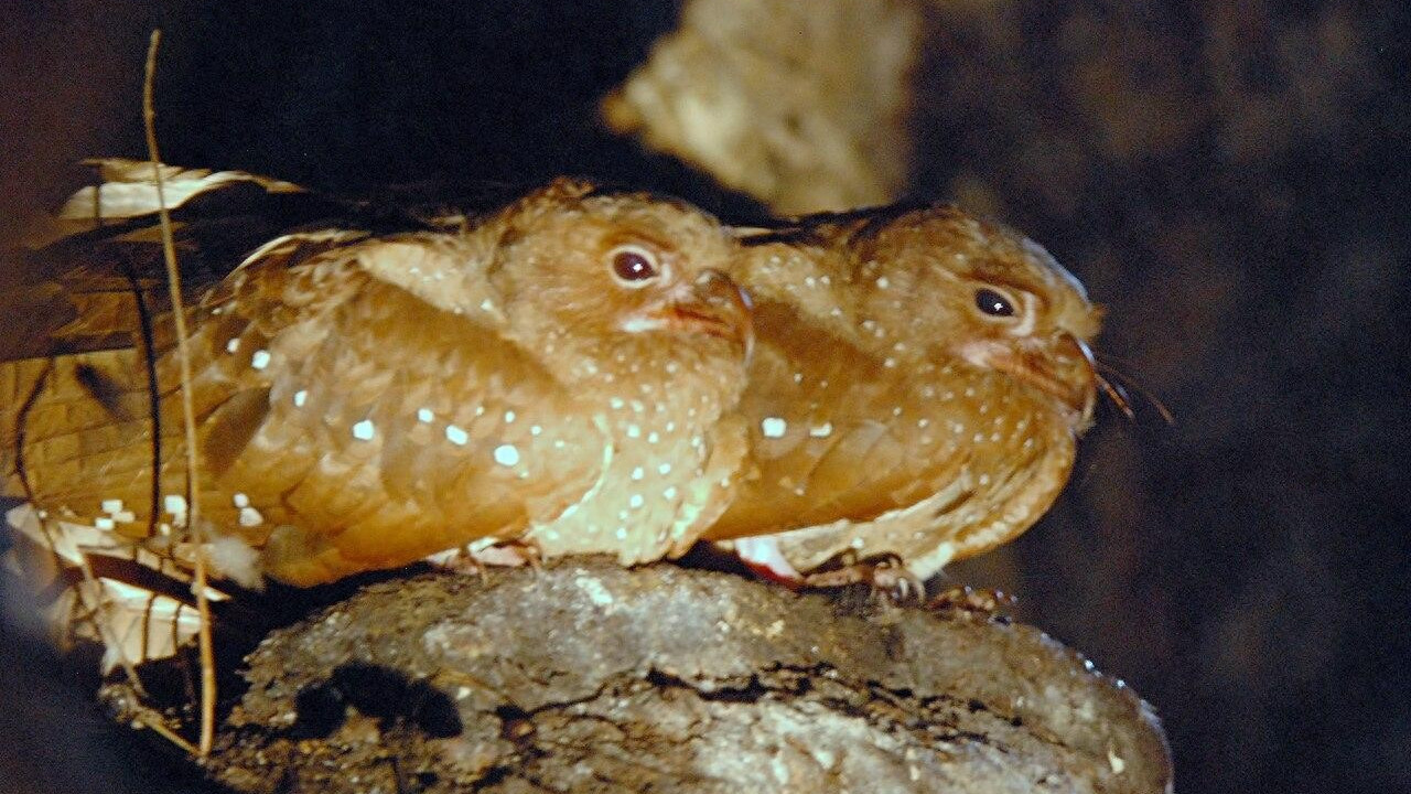 这是最独特的鸟类之一！因为过于肥胖，雏鸟被印第安土著抓去熬油