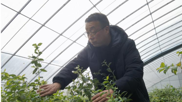 新春走基层 | 沟壑地结出“致富果”