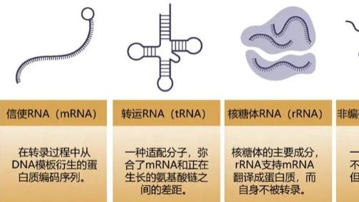 生信分析大揭秘：4种组学常见流程与应用前景全解析
