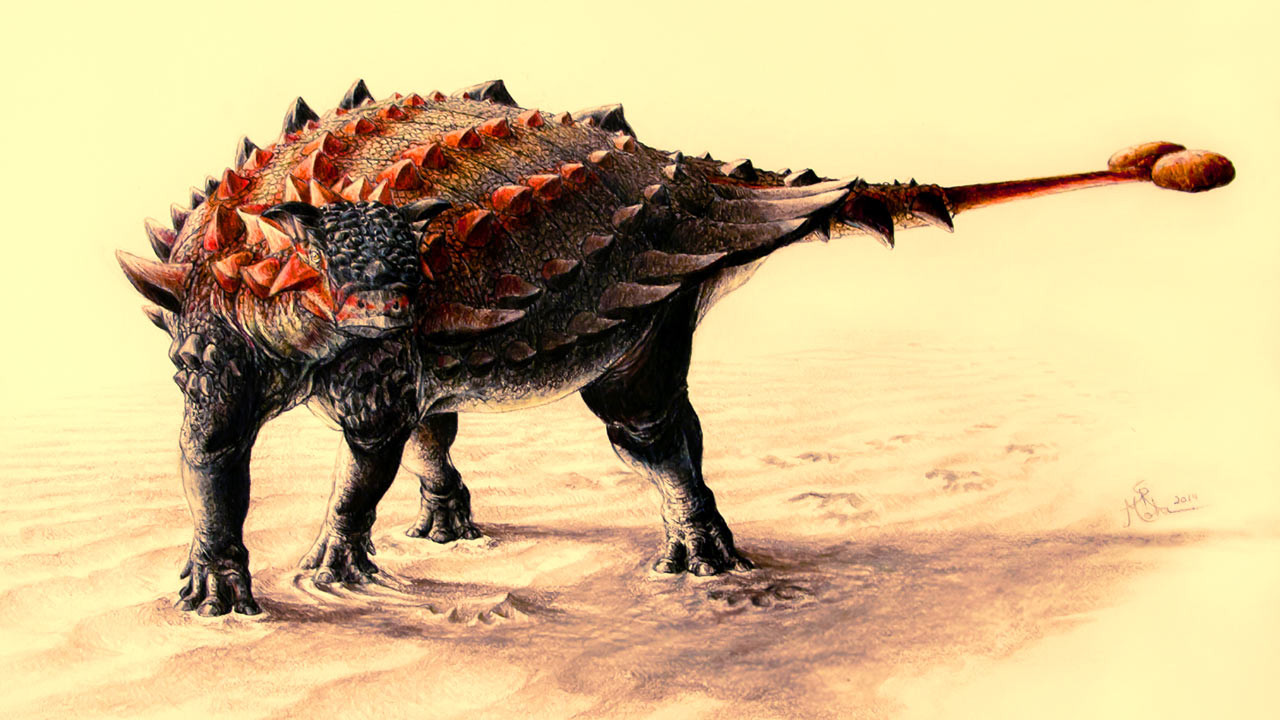 甲龙为什么进化成移动堡垒？