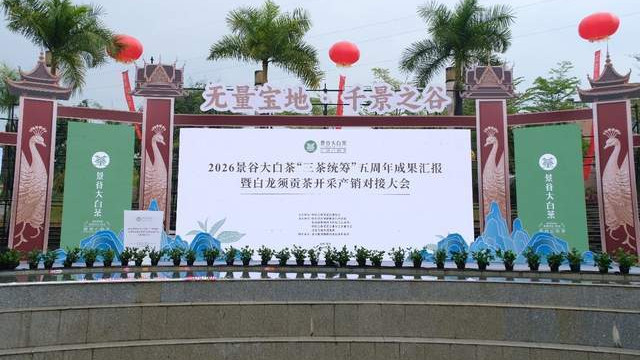 2026景谷大白茶“三茶统筹”五周年成果汇报暨白龙须贡茶开采产销对接大会举行