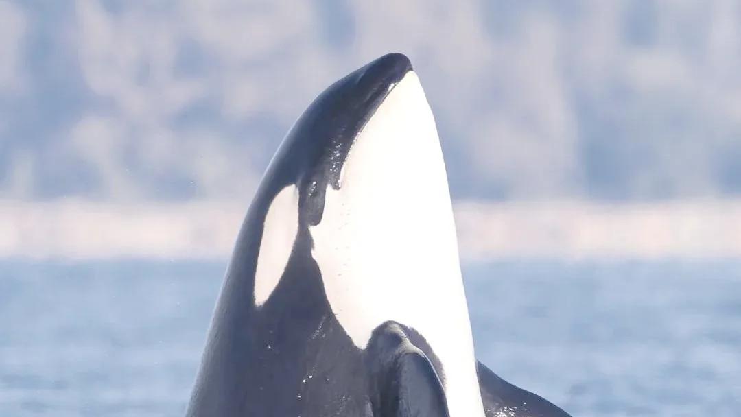 虎鲸是海洋绝对的霸主！神奇的是它其实不是鲸。哈哈
