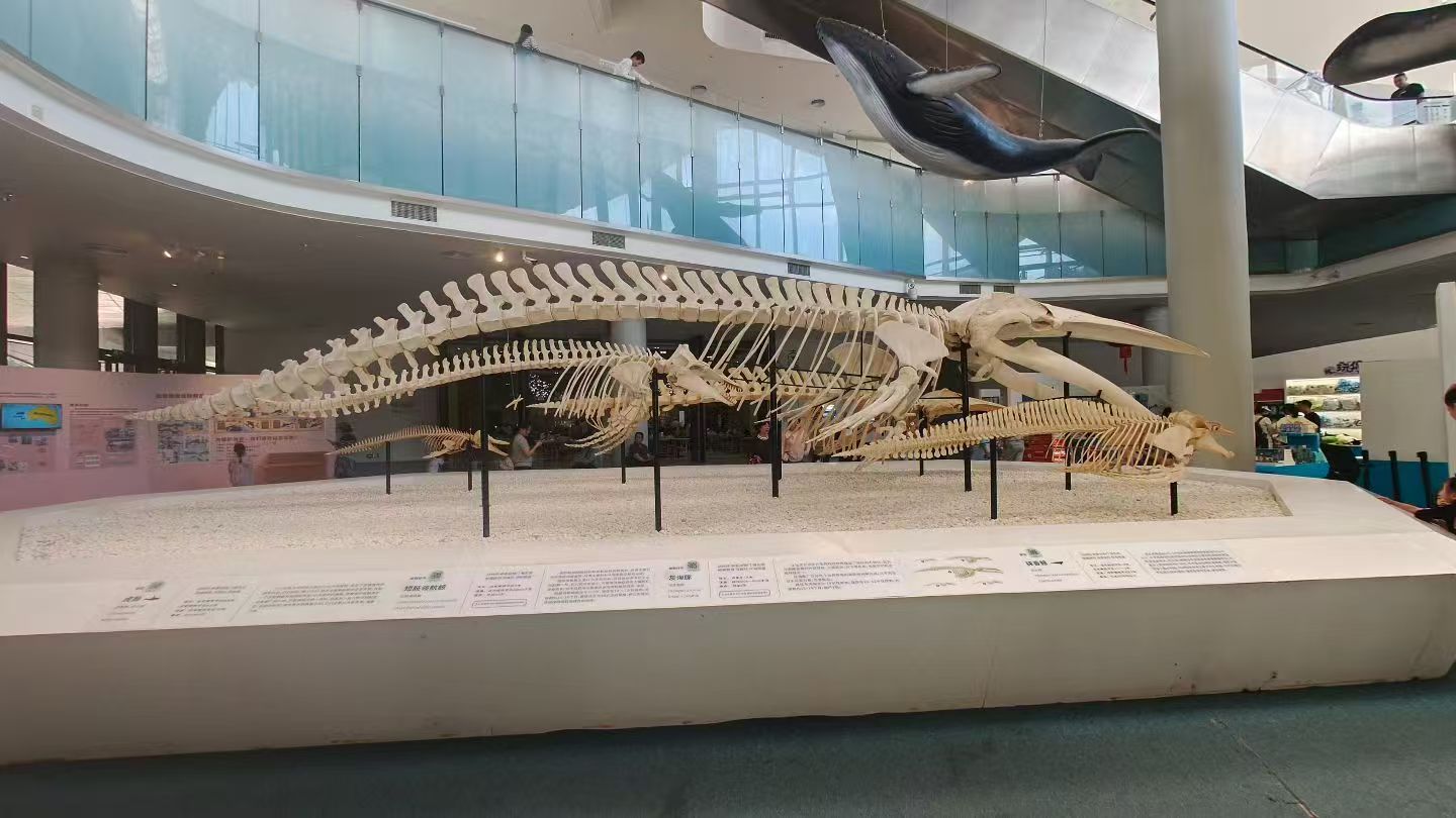 海南南海博物馆🌊打卡海上丝路文物！