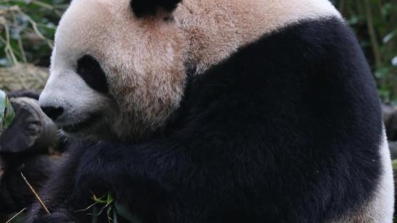 胖熊猫TOP10排行榜，每只都是行走的“毛球炸弹”笑不活了！