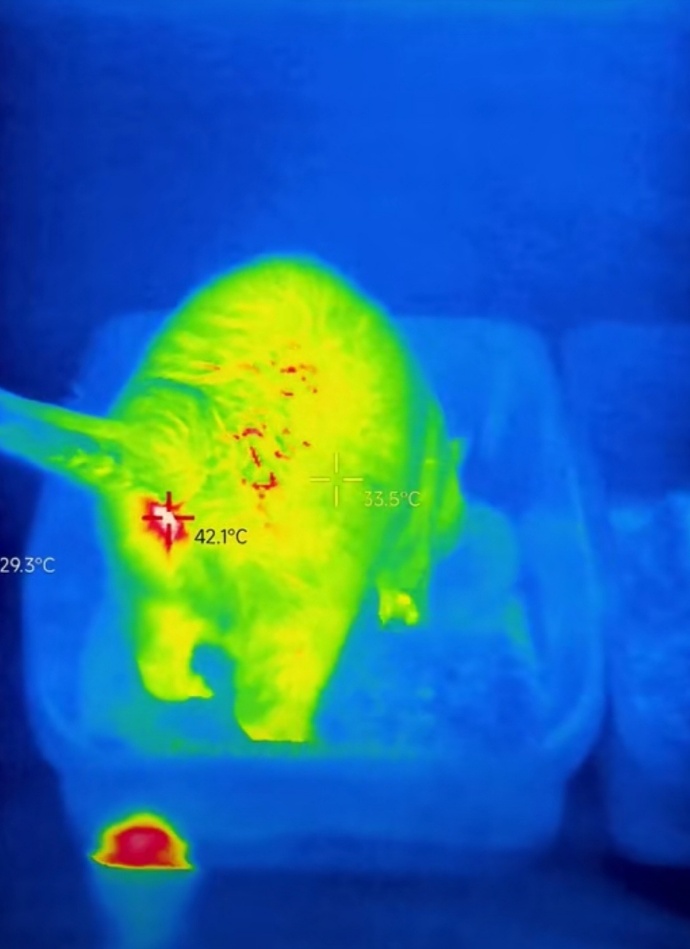 35℃的咪儿拉出42℃的粑粑
咪儿真棒