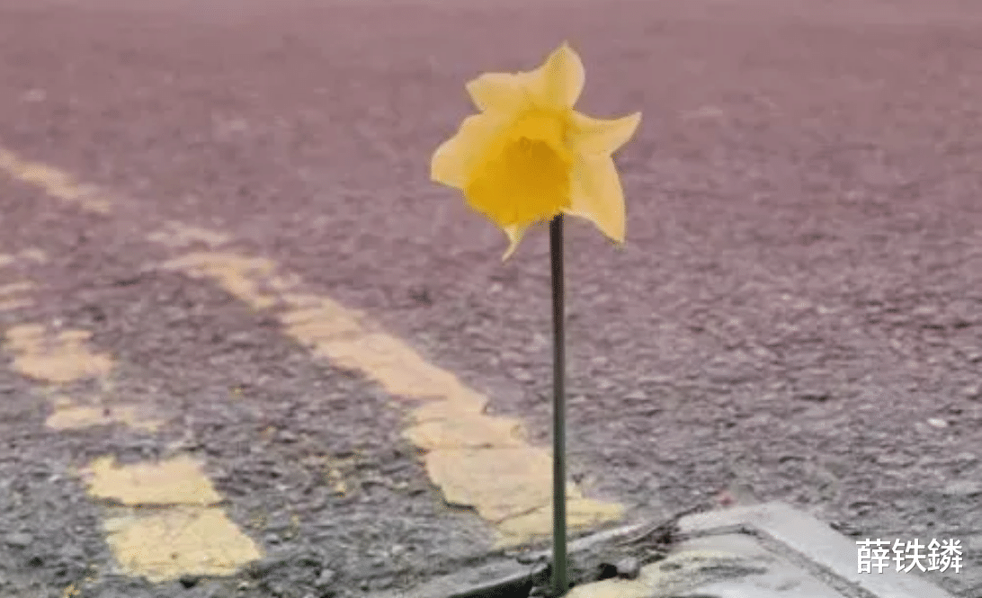 比喻 (Metaphor)：一句话的木马，瞬间化解逻辑死穴