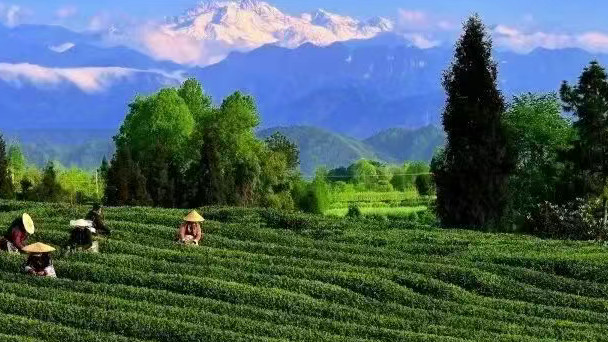 和撒贝宁同框后，这位村民今年更忙了！