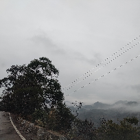 老白杨