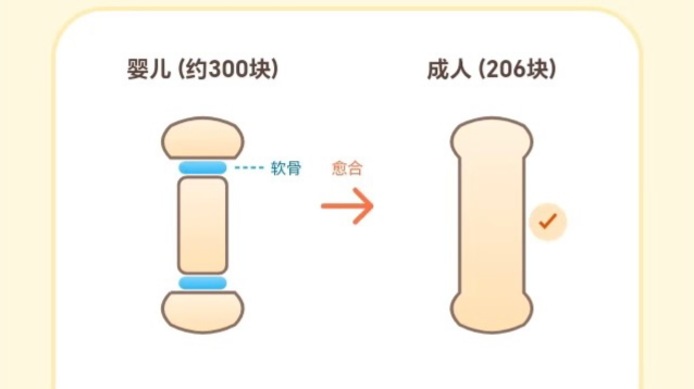 婴儿是“散装人类”