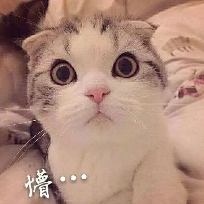 阿毛很无语