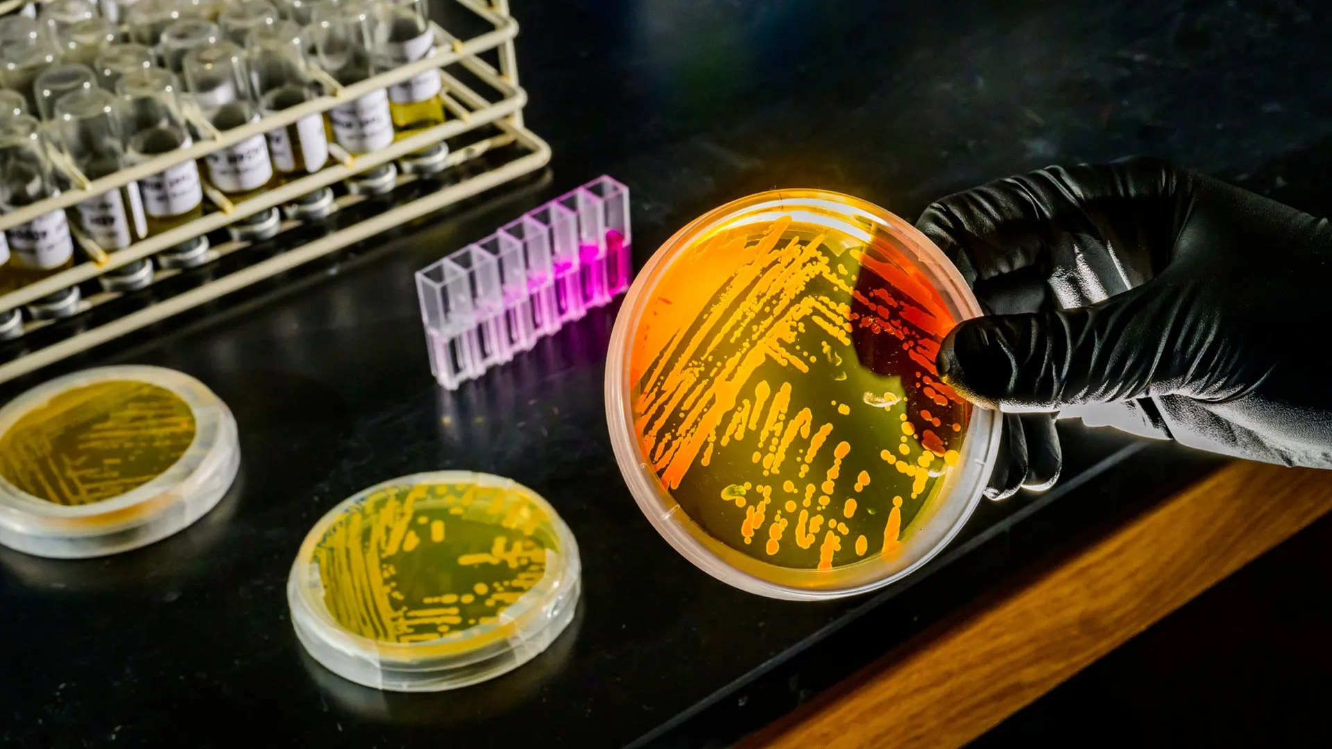 海洋变暖可能会增强一种控制海洋养分的微小微生物