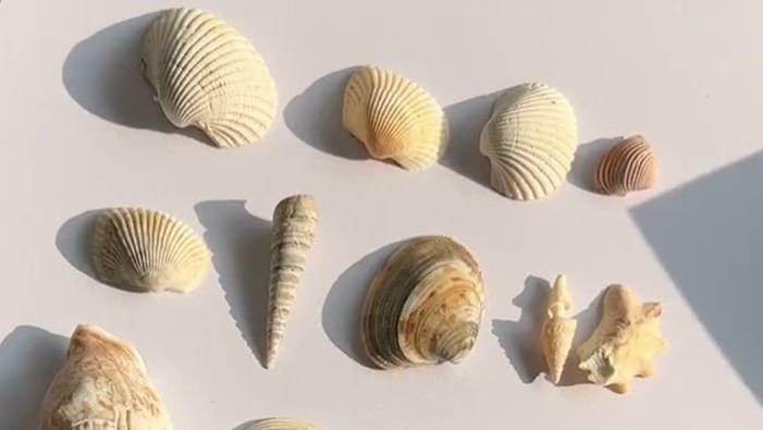 为什么贝壳曾经被作为货币？