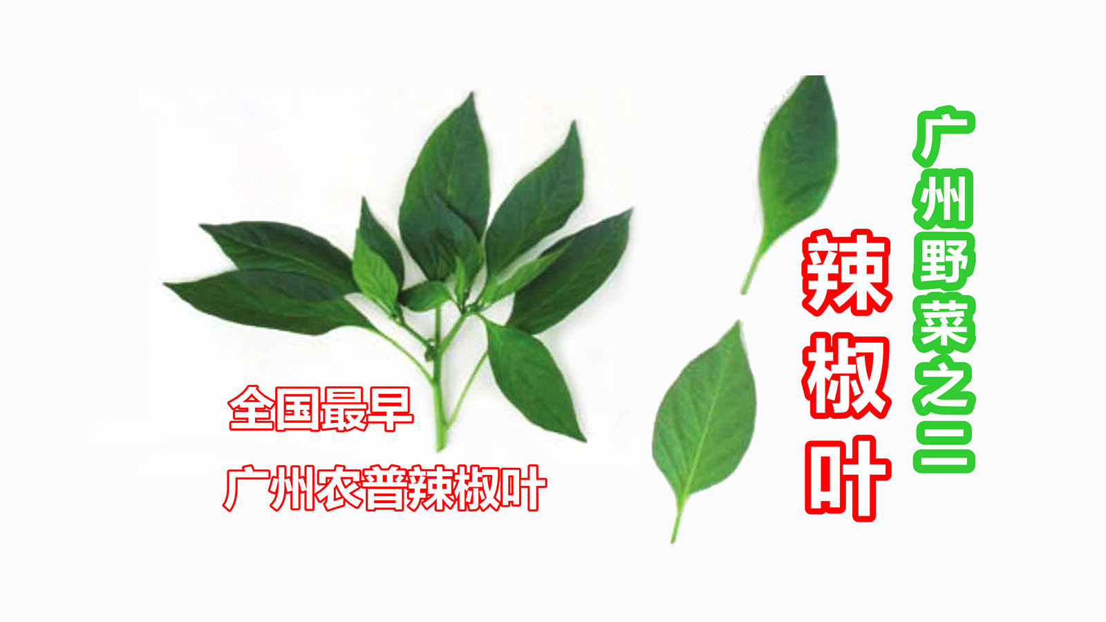 来一碟1984年的辣椒叶，产地广州，上汤浸之