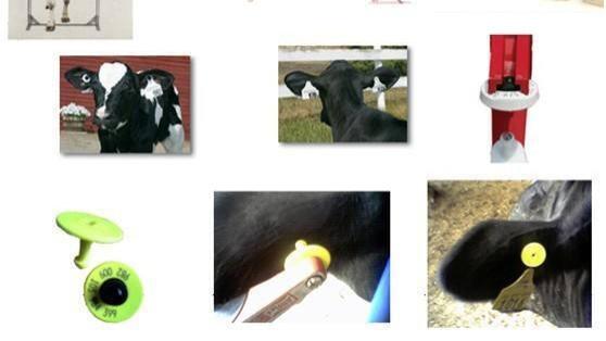 RFID为智能畜牧业提供有力数据支撑