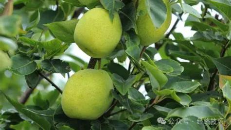 春天多吃这3种水果“有助于排痰”，喉咙润又通，还能帮你理顺一身气机