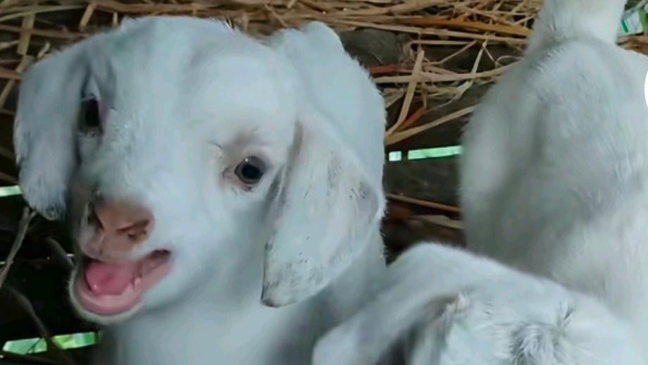 3D081期，5注组六，2注组三，完美防守，单挑841