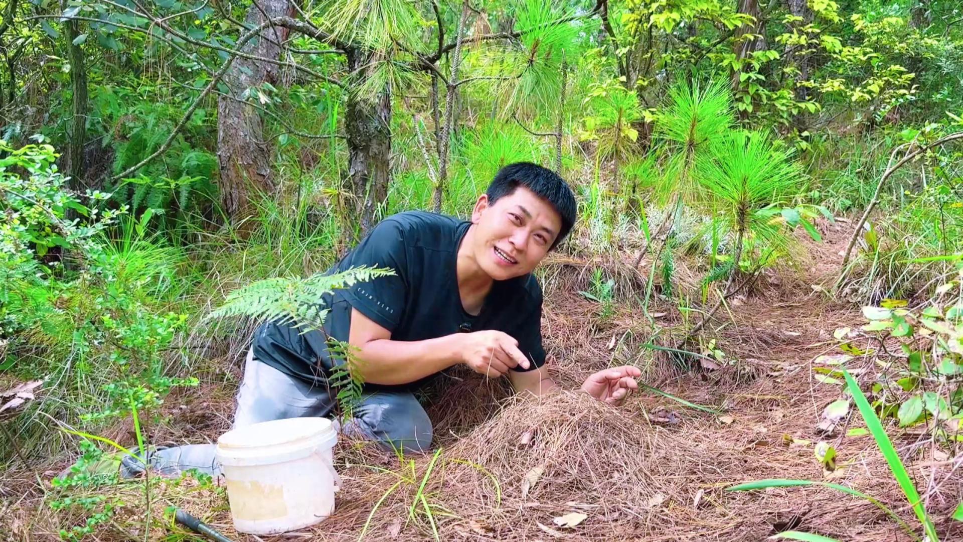 小伙独自深山捡菌，看见地上鼓起一大坨，瞬间空欢喜一场