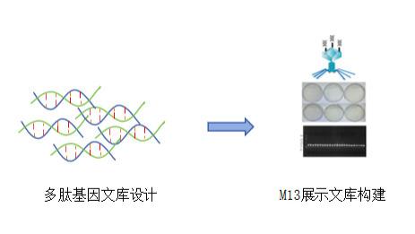 噬菌体展示技术：基于随机多肽文库的高通量分子筛选核心工具
