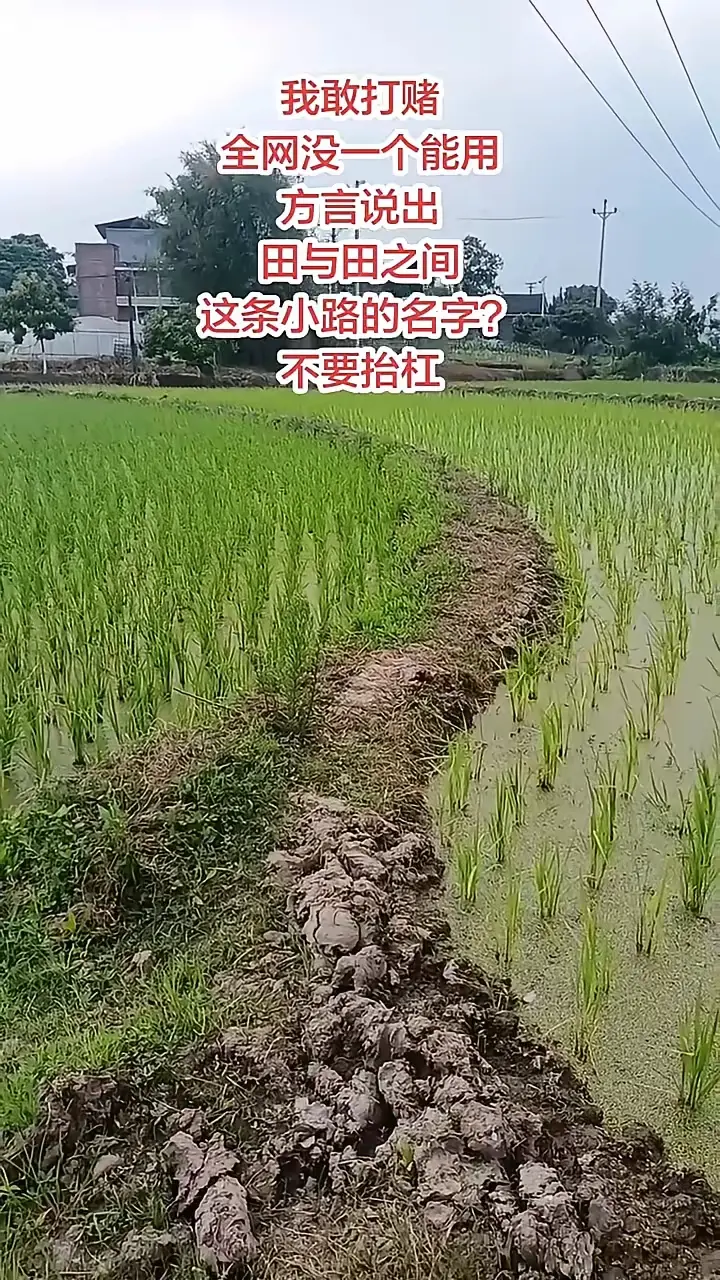 我敢打赌，全网没一个能用方言说出，田与田之间这条小路的名字？不要抬杠。
