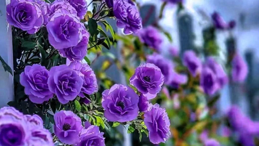 以少为贵，养精蓄锐，让内心归于简单，让生命元气满满