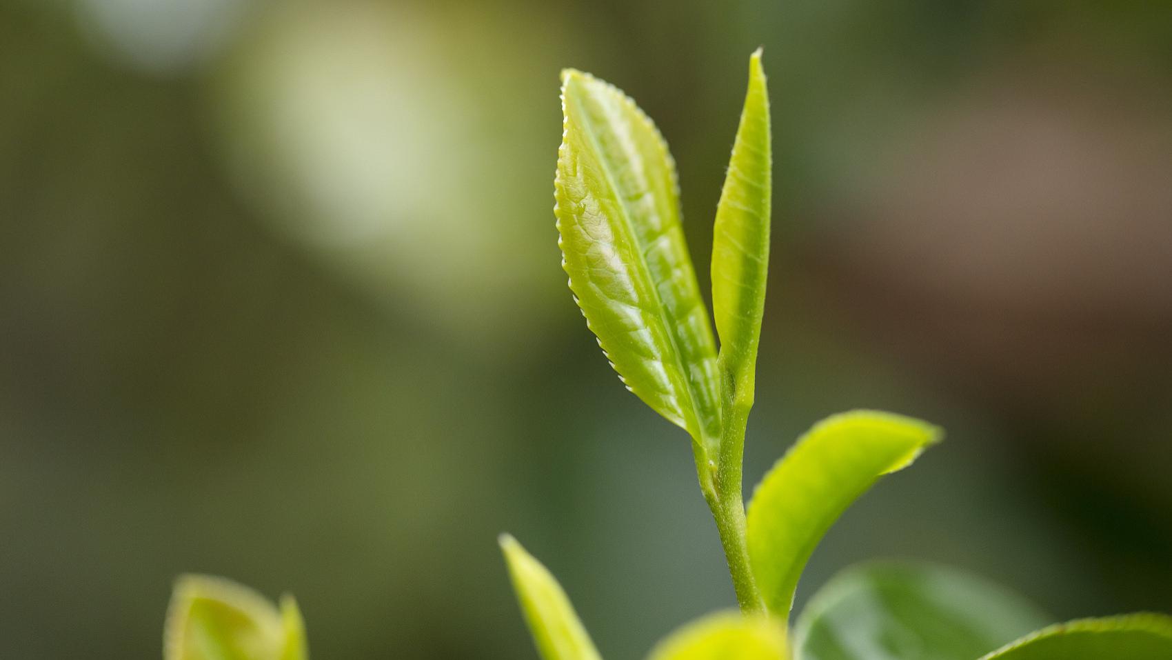 汪缘堂从命理角度解释为何有人怕老板，怕领导、怕长辈