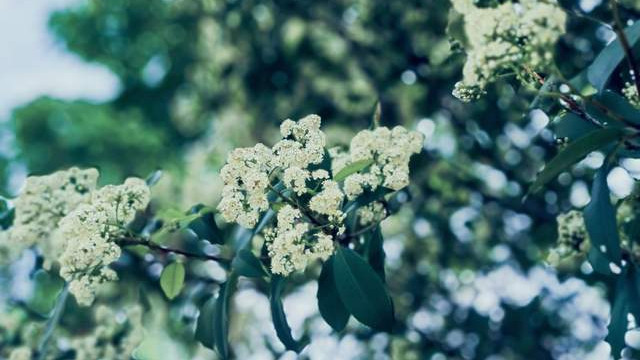 清明：天地澄澈，悲欢交织的春日仪式