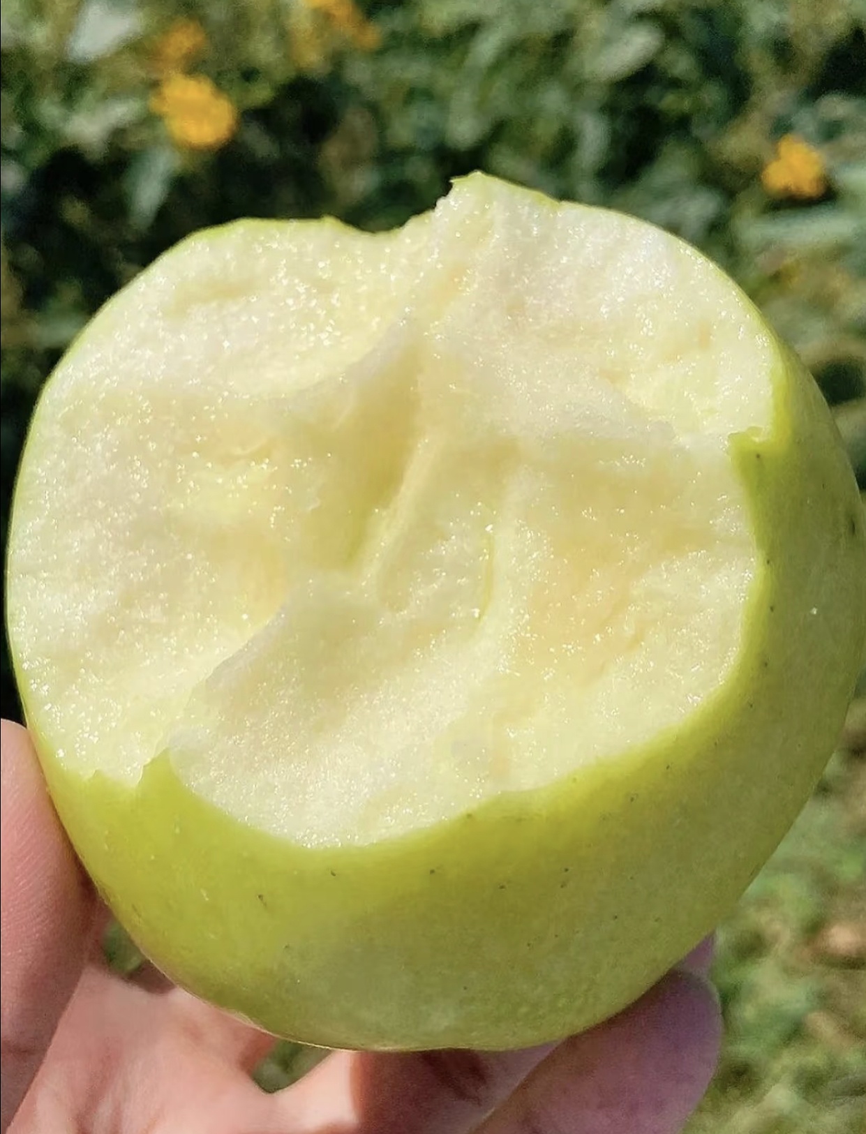秋日童年美味💚高颜甜芯绿苹果太好吃了！