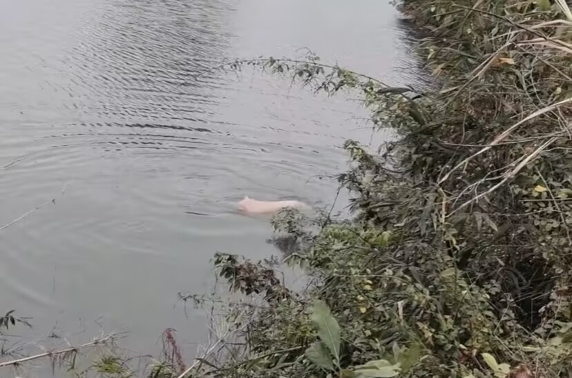 第一次见到一头猪在水里游泳，还游的有模有样，还是往水塘中心游去！