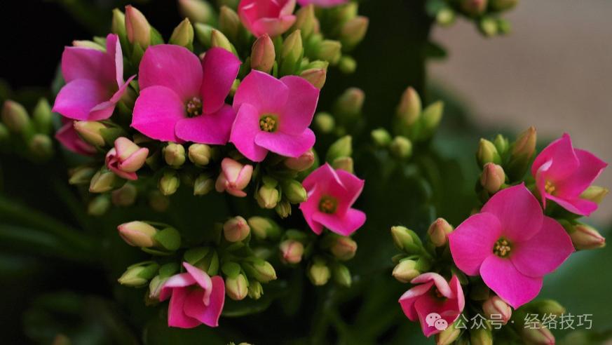 小年！记住：1不捣，2不能，3要吃，不忘老传统，把福气迎进门