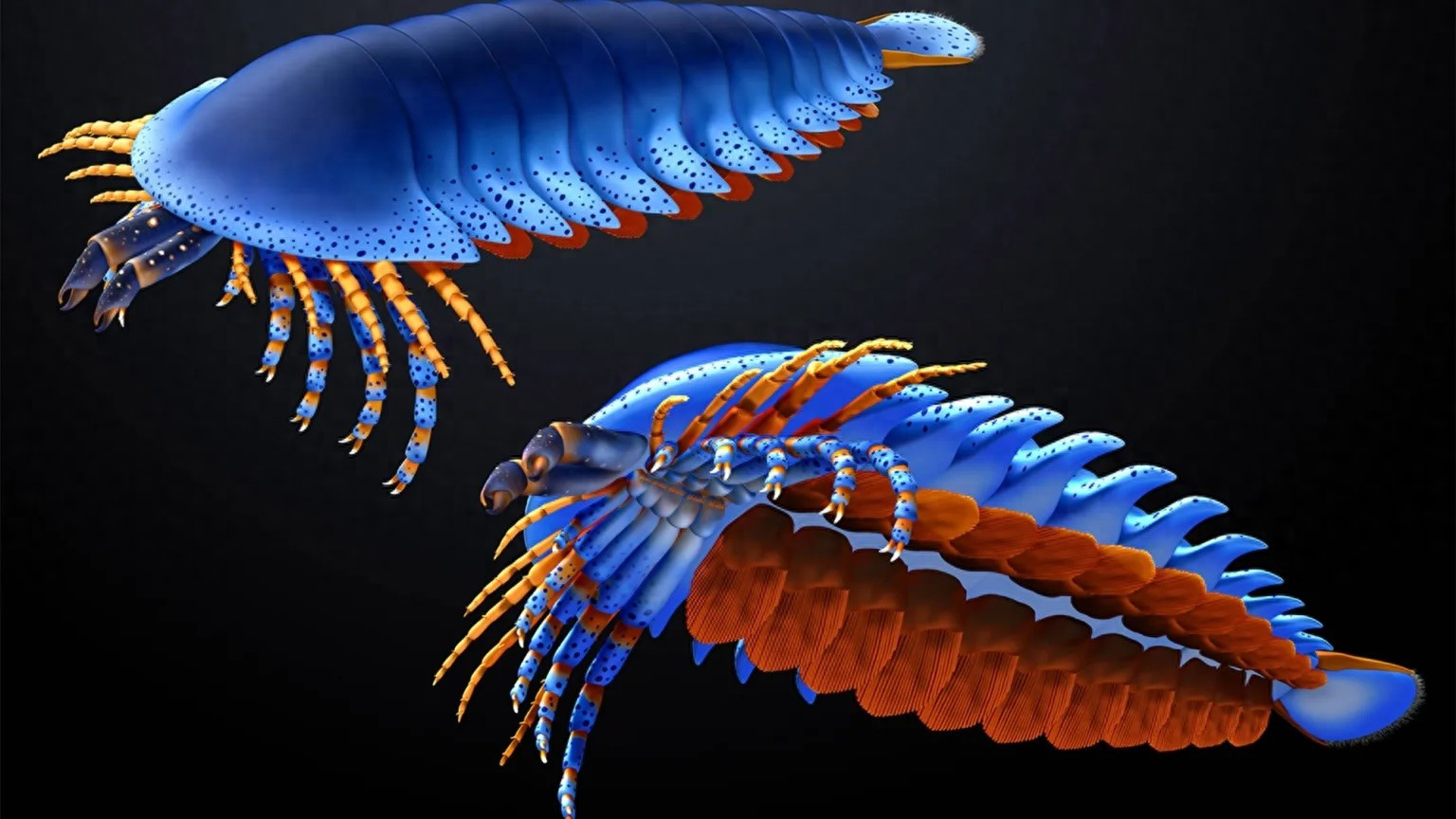 5亿年前的蜘蛛近亲，长着不该存在的爪子