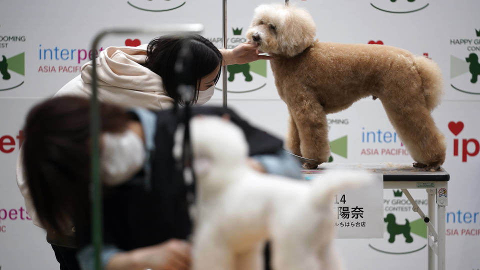 淘宝天猫热销的背后：萌宠郎专业宠物营养补充剂工厂亮相京宠展