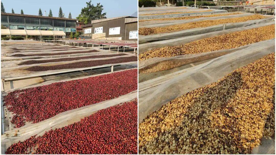 别被攻略骗！过年云南半月4人共花 6100的欢乐游记4-咖啡温泉都齐活