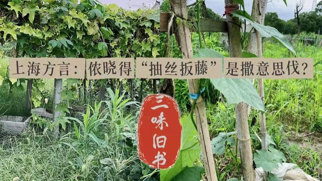 上海方言：侬晓得“抽丝扳藤”是撒意思伐？