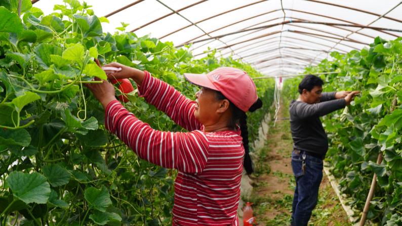 富硒土里刨“金”