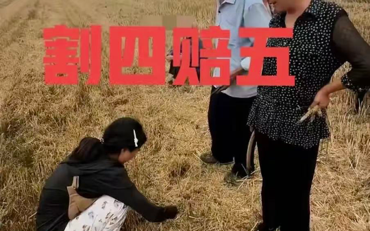 小夫妻去外地收小麦，一分钱没赚，还被对方要求割四亩地赔偿五亩地
