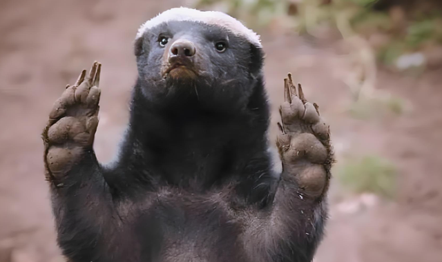 全球动物园，都不敢养它？