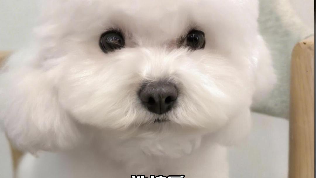 象乡宠物光合店|试营业第二天，这些猫狗洗完澡居然变成这样！