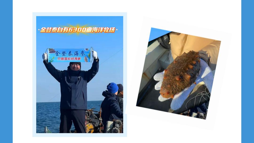 金登泰青岛溯源之旅：探寻6300亩海洋牧场的有机珍品