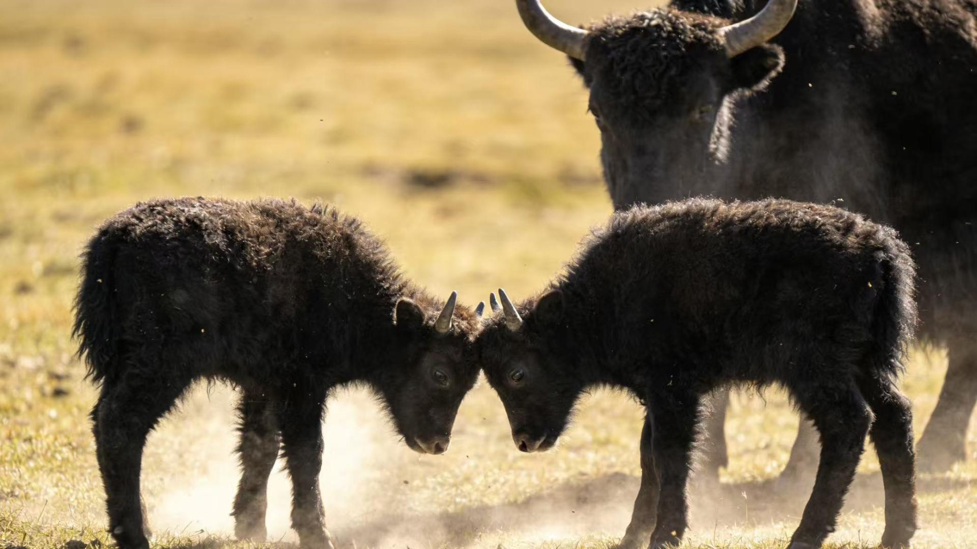 冷知识：牦牛的“午休”和“社交”，原来这么有趣！