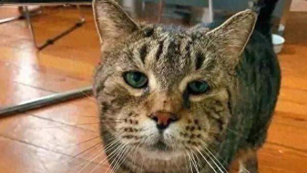 超重狸花猫被遗弃，火爆全网引14万人关注，带动其他猫被领养
