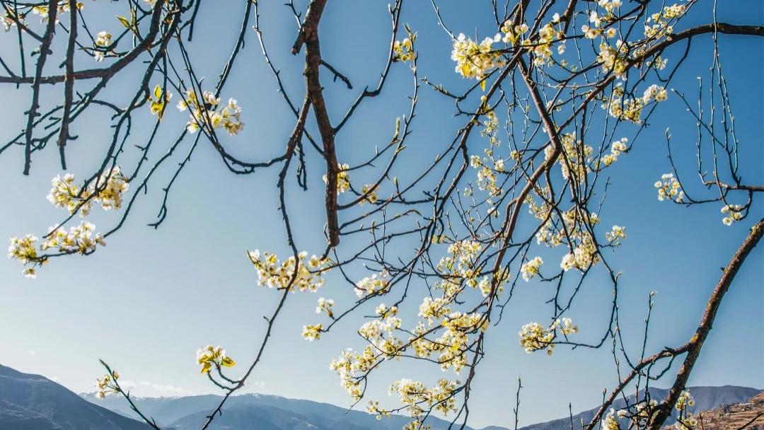 今年3月中下旬是川西金川梨花盛开时期