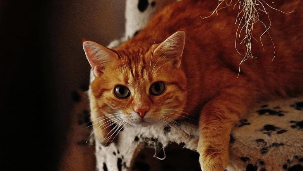 全价猫粮、全期猫粮什么意思？试试最好的猫粮排行榜前十名