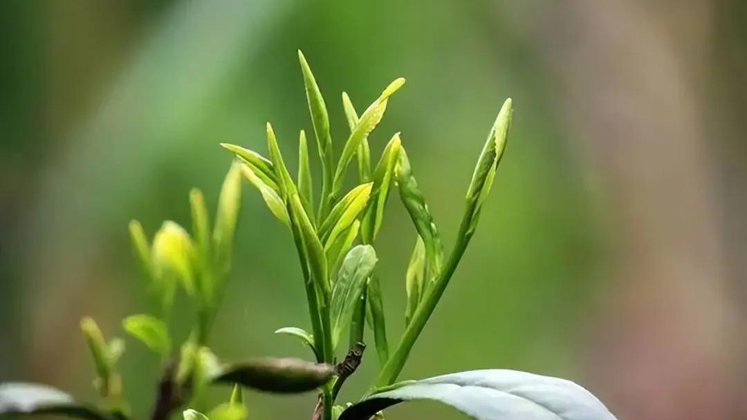 贡品仙芽，霍山黄芽
