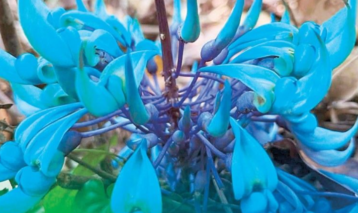 菲律宾发现稀有物种，具有世界意义