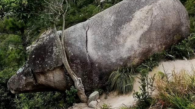 福建深山突然冒出“二师兄”，游客拍下照片后，全网都坐不住了