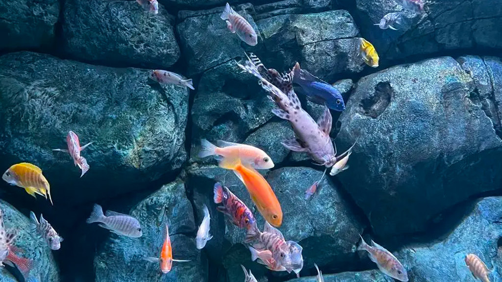 巴西里约热内卢市的里约水族馆