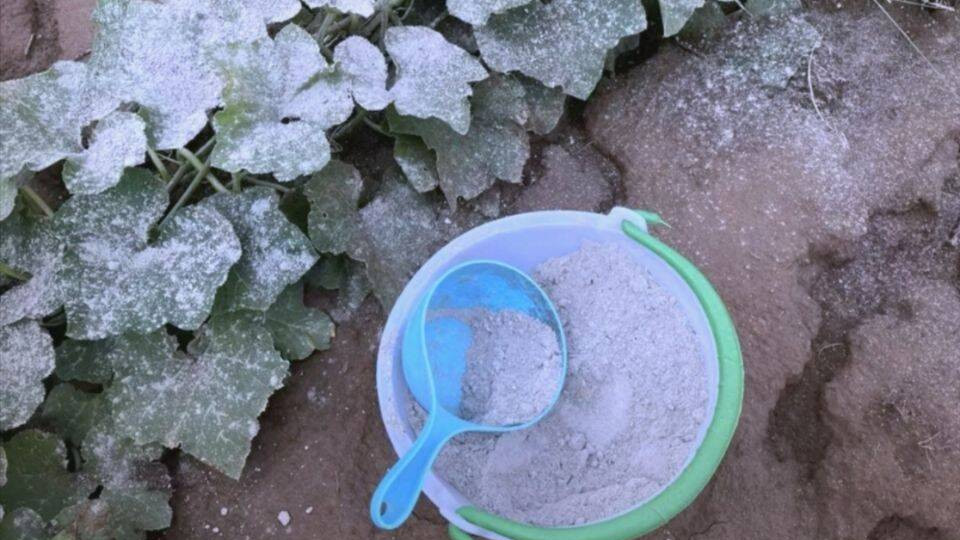 注意！这3种蔬菜千万别撒草木灰，50%会烂根，很多人种错吃大亏