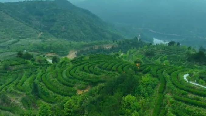 南泉山茶：千年禅茶祖庭的荣耀传承，大自然的无私馈赠